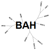 BAH: Read methyl-lysines