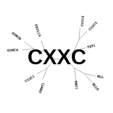 CXXC: Bind to nonmethyl-CpG dinucleotides