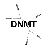 DNMT: Methylate CpG dinucleotides