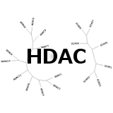 HDAC: Deacetylate lysines