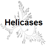 Helicases: Involved in chromatin remodeling