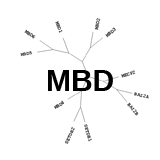 MBD: Bind to methyl-CpG dinucleotides