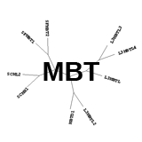 MBT: Read methyl-lysines