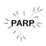 PARP: ADP-ribosylate proteins
