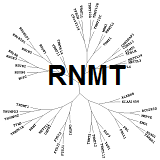 RNMT: Methylate RNA