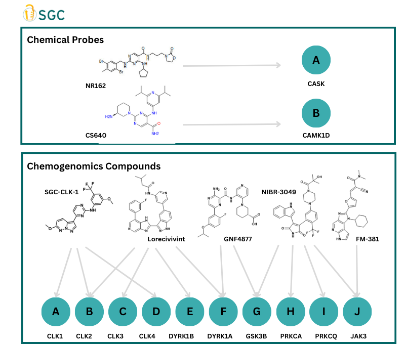 Chemical Tools | Structural Genomics Consortium