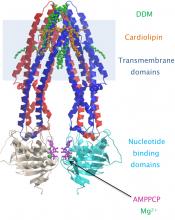 The structure of the human mitochondrial ABC Transporter ABCB10
